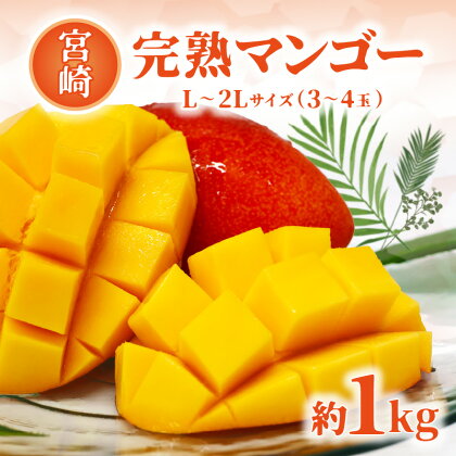 期間限定 宮崎完熟マンゴー 約1kg L～2L サイズ (3～4玉) マンゴー 完熟 完熟マンゴー 宮崎マンゴー 果物 フルーツ 青果物 青果 デザート スイーツ ご褒美 贈答 贈答用 贈り物 ギフト プレゼント グルメ お取り寄せ おすすめ 宮崎 宮崎県 宮崎市 送料無料