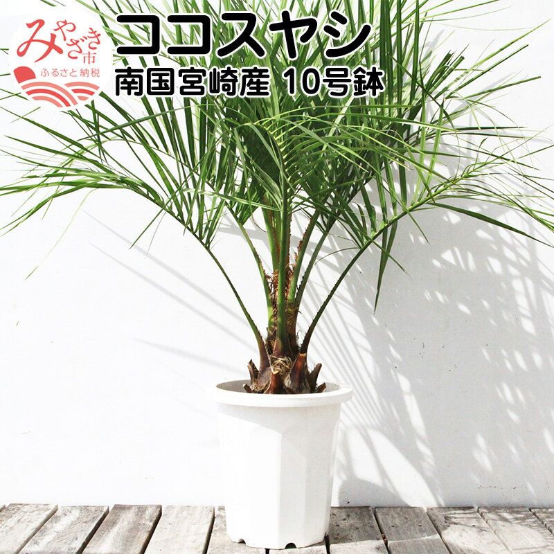 ヤシ 【ふるさと納税】南国 宮崎産 ココスヤシ 10号鉢 観葉植物 植物育成 植育 観賞用 観賞 雑貨 部屋 植物 育成 植木鉢 植木 リゾート気分 新居 インテリア 耐寒 耐寒植物 耐寒性 越冬 地植え 宮崎県 宮崎市 送料無料