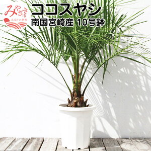 【ふるさと納税】南国 宮崎産 ココスヤシ 10号鉢 観葉植物 植物育成 植育 観賞用 観賞 雑貨 部屋 植物 育成 植木鉢 植木 リゾート気分 新居 インテリア 耐寒 耐寒植物 耐寒性 越冬 地植え 宮崎県 宮崎市 送料無料