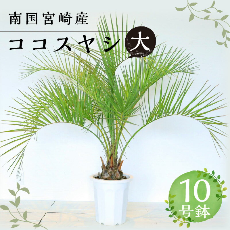 南国宮崎産 ココスヤシ 大 10号鉢 観葉植物 植物育成 植育 観賞用 観賞 雑貨 部屋 植物 育成 植木鉢 植木 リゾート気分 新居 インテリア 耐寒 耐寒植物 耐寒性 越冬 地植え 宮崎県 宮崎市 送料無料