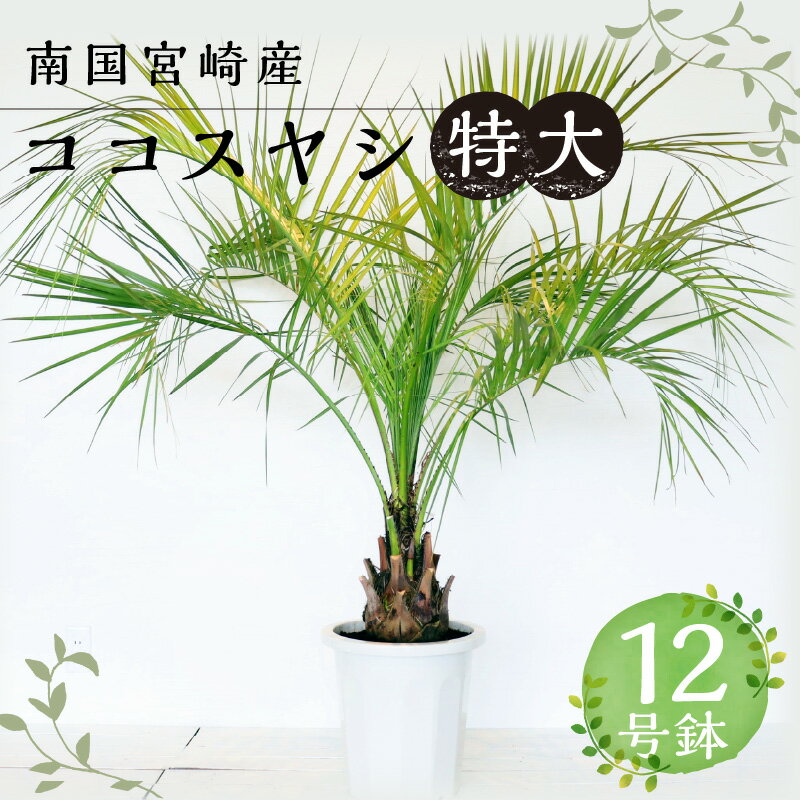 南国宮崎産 ココスヤシ 特大 12号鉢 観葉植物 植物育成 植育 観賞用 観賞 雑貨 部屋 植物 育成 植木鉢 植木 リゾート気分 新居 インテリア 耐寒 耐寒植物 耐寒性 越冬 地植え 宮崎県 宮崎市 送料無料