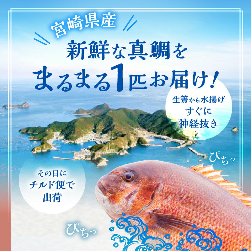 【ふるさと納税】新鮮 しまうら真鯛 セット 詰め合わせ 真鯛 鯛 柵どり フィレ アラ 新鮮 刺身 カルパッチョ しゃぶしゃぶ 鯛料理 塩焼き 潮汁 真鯛の潮汁 あら汁 パック 真空パック 魚 魚介 魚介類 水産品 水産 水産加工品 グルメ お取り寄せ 宮崎県 宮崎市 送料無料