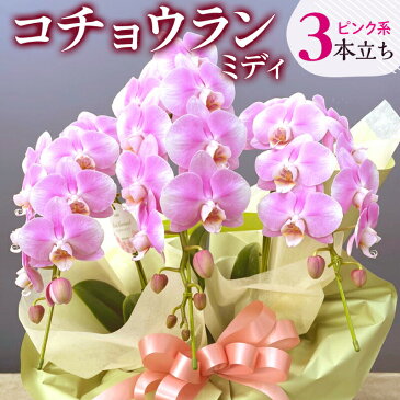 【ふるさと納税】宮崎市産 コチョウランミディ 3本立ち ピンク系