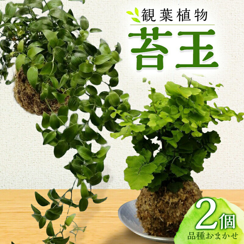 観葉植物 苔玉 2個セット 直径約10cm 品種おまかせ 吊り下げワイヤー アイビー ピレア ペペロミア 手作り インテリア 飾り 装飾 観賞 MAKE GARDEN 宮崎県 宮崎市 送料無料