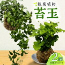 2位! 口コミ数「1件」評価「4」観葉植物 苔玉 2個セット 直径約10cm 品種おまかせ 吊り下げワイヤー アイビー ピレア ペペロミア 手作り インテリア 飾り 装飾 観･･･ 