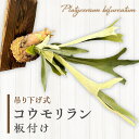 【ふるさと納税】コウモリラン 板付け(ネザーランド) 観葉植物 植物 インテリア ギフト おしゃれ 初心者 おすすめ 贈り物 贈答 贈答用 プレゼント ピカクシ...