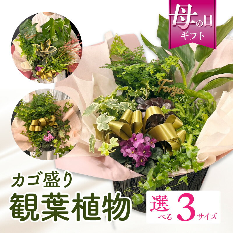 【ふるさと納税】【期間限定】【サイズが選べる】観葉植物 かごもり 植物 おしゃれ オフィス 贈り物 贈答 おすすめ 誕生日 記念日 丸鉢 アレンジ ギフト カゴ盛り プレゼント インテリア 装飾 室内 観葉 育成 初心者 園芸 宮崎県 宮崎市 送料無料