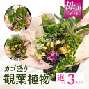 5位! 口コミ数「0件」評価「0」【期間限定】【サイズが選べる】【母の日】観葉植物 かごもり 植物 おしゃれ オフィス 贈り物 贈答 おすすめ 誕生日 記念日 丸鉢 アレンジ･･･ 