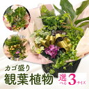 【ふるさと納税】【サイズが選べる】観葉植物 カゴ盛り 植物 おしゃれ オフィス 贈り物 贈答 おすすめ 誕生日 記念日 丸鉢 アレンジ ギフト カゴ盛り プレゼ...