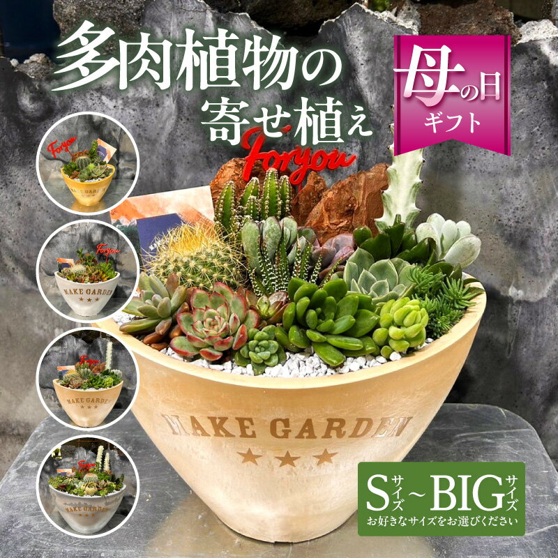 10位! 口コミ数「0件」評価「0」【期間限定】【サイズが選べる】多肉植物の寄せ植え 観葉植物 植物 観葉 サボテン 多肉植物 おすすめ おしゃれ インテリア 室内 記念日 誕･･･ 