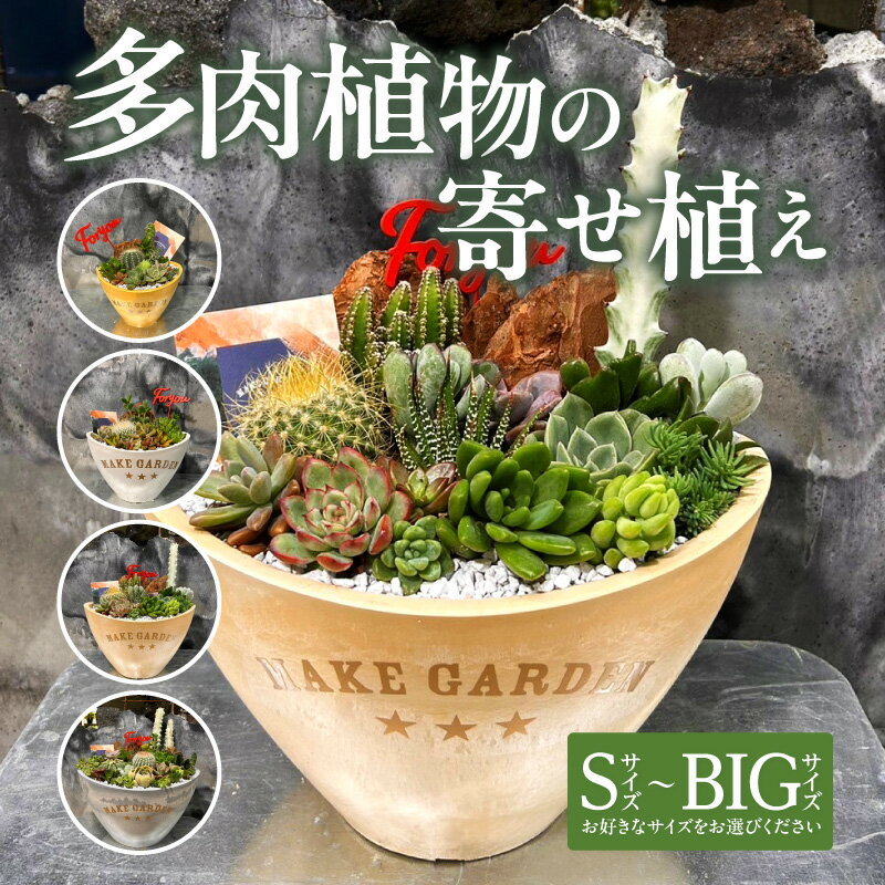 [サイズが選べる]多肉植物の寄せ植え 観葉植物 植物 観葉 サボテン 多肉植物 おすすめ おしゃれ インテリア 室内 記念日 誕生日 プレゼント 贈答 贈り物 初心者 オフィス ギフト 栽培 園芸 南国 宮崎県 宮崎市 送料無料