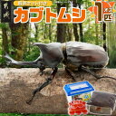 【ふるさと納税】【2025年6月〜8月順次お届け】カブトムシ(飼育セット付き) ※限定100セット※ - 国産カブトムシ 生体 オス 1匹 飼育セット 飼育ケー...
