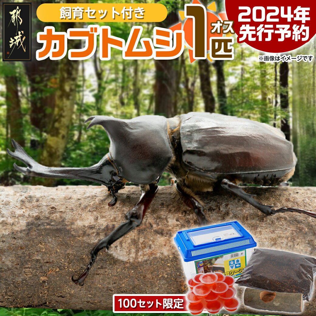 【ふるさと納税】【先行受付☆2024年6月以降お届け】カブトムシ(飼育セット付き) ※限定100セット※ - 国産カブトムシ 生体 オス 1匹 飼育セット 飼育ケース のぼり木 ゼリー付 マット1袋 期間限定 送料無料 LG-3311 【宮崎県都城市は令和4年度ふるさと納税日本一！】