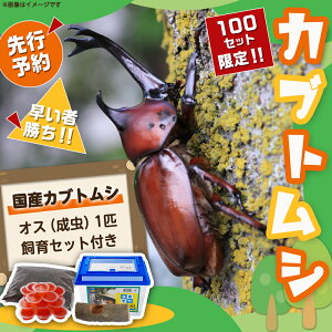 【ふるさと納税】【先行受付☆2024年6月以降お届け】カブトムシ(飼育セット付き) ※限定100セット※ - 国産カブトムシ 生体 オス 1匹 飼育セット 飼育ケース のぼり木 ゼリー付 マット1袋 期間限定 送料無料 LG-3311 【宮崎県都城市は令和4年度ふるさと納税日本一！】