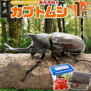 【ふるさと納税】【先行受付☆2025年6月以降お届け】カブトムシ(飼育セット付き) ※限定100セット※ - 国産カブトムシ 生体 オス 1匹 飼育セット 飼育...