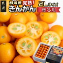 【ふるさと納税】【先行予約!】【2月~3月お届け】都城産完熟きんかん 贈答用(2Lサイズ) - 都城産 完熟きんかん きんかん 2Lサイズ 48粒 糖度16度以上 柑橘類 2月~3月お届け ギフト 贈答用 先行受付 送料無料 12-B502【宮崎県都城市は2年連続ふるさと納税日本一!】