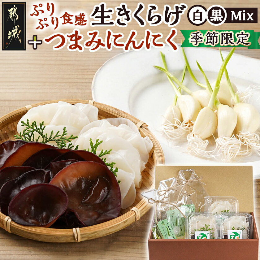 【ふるさと納税】≪季節限定!≫ぷりぷり食感の生きくらげ(白&黒Mix)+つまみにんにくセット - 国産 生きくらげ 130g×3パック 黒いきくらげ 白いきくらげ つまみにんにく 都城産 冷蔵配送 送料無料 11-C902 【宮崎県都城市は2年連続ふるさと納税日本一!】
