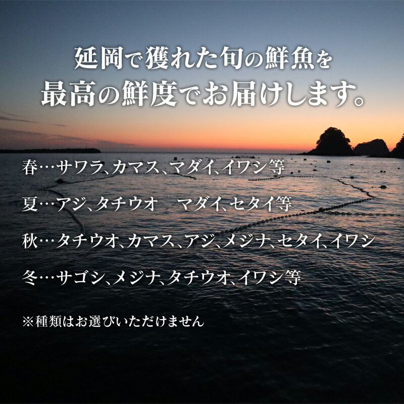 【ふるさと納税】旬の朝どれ 鮮魚 直送 定期便...の紹介画像2