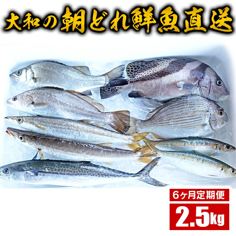 楽天宮崎県延岡市【ふるさと納税】【6ヶ月定期便】大和海商の朝どれ鮮魚直送定期便　2.5kg　旬　国産　宮崎県延岡市　送料無料　E034