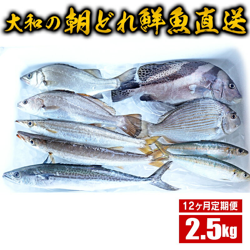 旬の朝どれ 鮮魚 直送 定期便 12ヶ月 3種以上 旬 2.5kg セット 大和海商 定置網漁 鮮度 バツグン 朝ジメ 厳選 グルメ 食品 魚 海の幸 魚介類 詰め合わせ 冷蔵 国産 宮崎県 延岡市 日向灘 お取り寄せ 送料無料