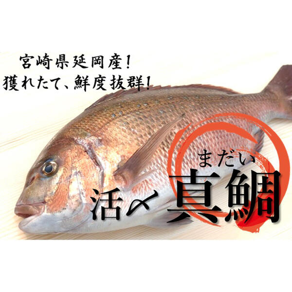 【ふるさと納税】A366　延岡産活〆鮮魚　職人技の脱血鮮魚　真鯛　魚介　チルド冷蔵 旬 国産 宮崎県延岡市 送料無料 請関水産