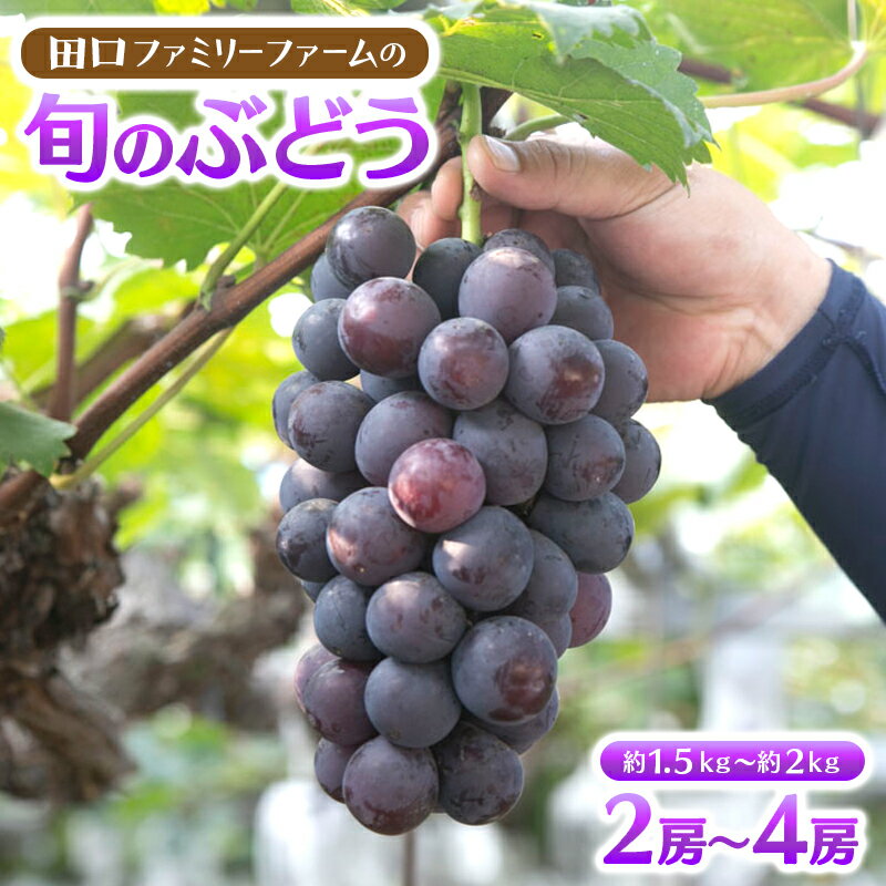 41位! 口コミ数「1件」評価「5」ぶどう 2房 ~ 4房 約 1.5kg ~ 約 2kg (2024年7月下旬発送開始)旬 果物 フルーツ 国産 田口ファミリーファーム 真夏･･･ 