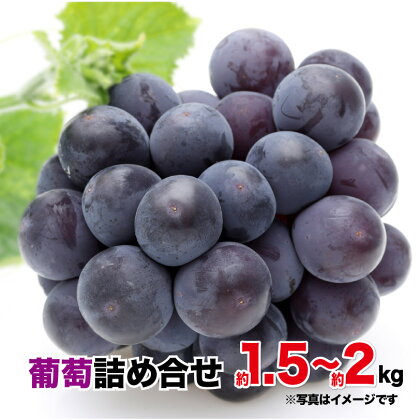 【先行予約】葡萄 A セット 約 1.5kg ~ 約 2kg 2種類 詰め合わせ 2024年 8月 発送開始 シャインマスカット ピオーネ 高墨 ハニービーナス パリメール 旬 果物 フルーツ 国産 お取り寄せ お取り寄せフルーツ 宮崎県 延岡市 送料無料