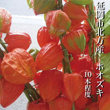 延岡市北方産 ホオズキ