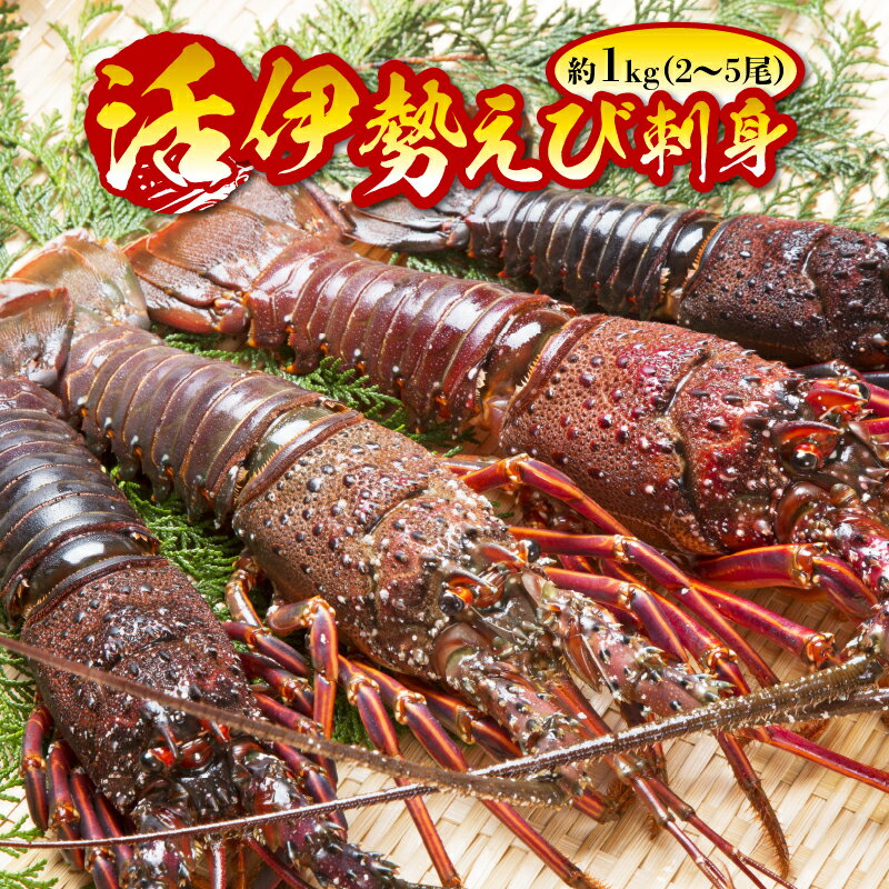 【ふるさと納税】活伊勢えび 刺身 約1kg 2〜5尾　B904のサムネイル