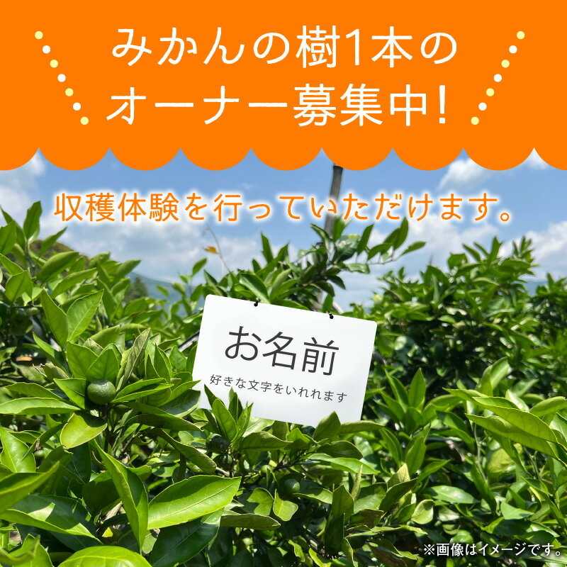 【ふるさと納税】数量限定 みかんの樹まるごと1本 オーナー権 最低 20kg 保証 収穫体験 フルーツ 果物 高千穂 宮崎県 九州 宮崎 延岡市 北方町 2024年度 みかん 蜜柑 みかん株 青島みかん マリちゃん農園 マリみかん