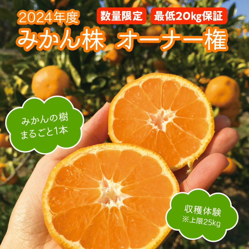 【ふるさと納税】数量限定 みかんの樹まるごと1本 オーナー権 最低 20kg 保証 収穫体験 フルーツ 果物...