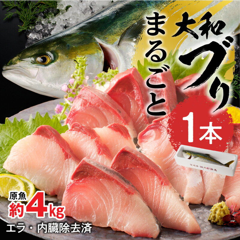 [10月〜2月発送]まるごと一本 大和ブリ 内臓処理済み しっかりとした肉厚 弾力 臭み 少ない ぶり 刺身 ぶりしゃぶ 煮物 旬 国産 魚 海鮮 宮崎県延岡市 産地直送 お取り寄せ 送料無料 [大和海商]