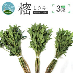 【ふるさと納税】しきみ 樒 50cm 延岡市北川産