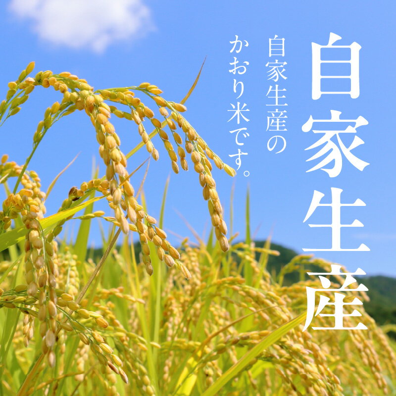 【ふるさと納税】米 かおり米 500g 精米 自家生産 栽培期間中 農薬 不使用 白米 自社生産 お米 ご飯 おにぎり おむすび お弁当 弁当 炊き込みご飯 食品 食べ物 瀧本農産 お取り寄せ お取り寄せグルメ 宮崎県 延岡市 送料無料