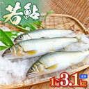【ふるさと納税】若鮎【冷凍】容量選べる 1kg 3.1kg 宮崎県 延岡市 送料無料