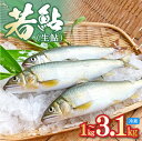 【ふるさと納税】若鮎(生鮎)【冷蔵】容量選べる 1kg 3.1kg 宮崎県 延岡市 送料無料