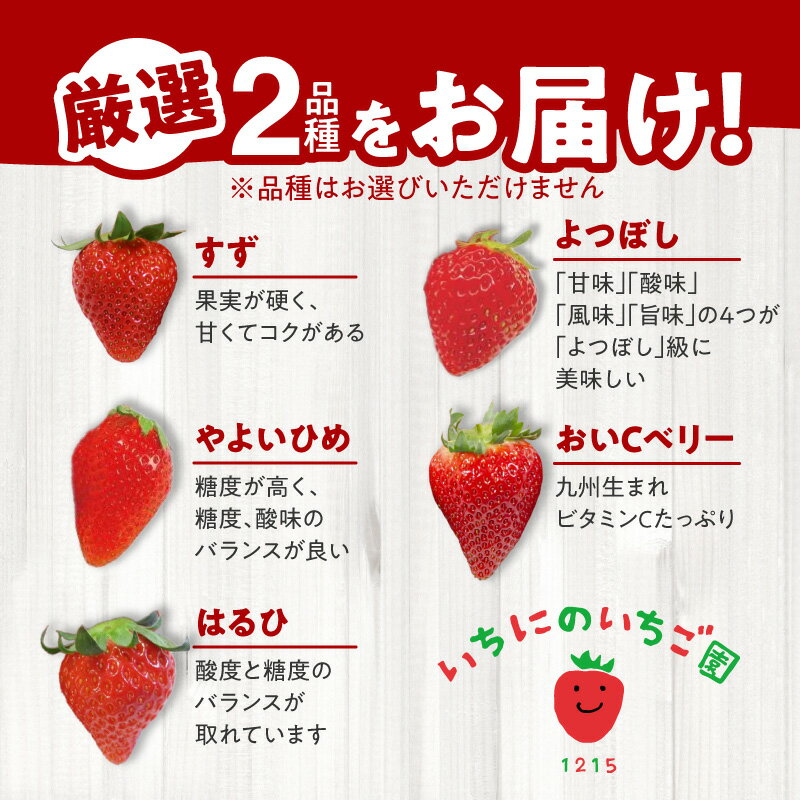 【ふるさと納税】2026年1月から発送開始 いちご 生いちご 厳選 2品種 食べ比べ セット 果物 いちにのいちご園 2箱 フルーツ お取り寄せ お取り寄せフルーツ 手土産 プレゼント 送料無料 食品 宮崎県 延岡市