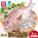 【ふるさと納税】【最短10日後以降発送可】 <レビューキャンペーン> 延岡産活〆鮮魚 職人技の脱血鮮魚 真鯛 魚介 チルド冷蔵 旬 国産 宮崎県延岡市 送料無料 請関水産