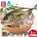 【ふるさと納税】【最短14日後以降発送可】 <レビューキャンペーン> 延岡産活〆鮮魚 職人技の脱血鮮魚 シマアジ 魚介 チルド冷蔵 旬 国産 宮崎県延岡市 送料無料 請関水産