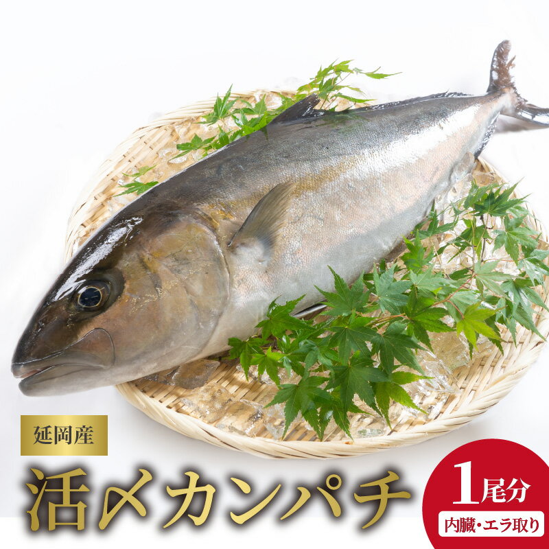 【ふるさと納税】魚 魚介 カンパチ 1尾 内臓 エラ取り 延岡産 お刺身 活〆鮮魚 請関水産 職人技 脱血鮮魚 海鮮丼 焼き物 しゃぶしゃぶ 新鮮 チルド冷蔵 冷蔵 国産 産地直送 食品 魚介類 水産加工品 送料無料