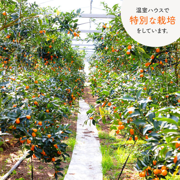 【ふるさと納税】訳あり 田口ファミリーファーム 完熟きんかん 2L 約400g×6袋