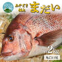 【ふるさと納税】宮崎産 新海屋 鰤屋金太郎 みやざき 極上 まだい 丸ごと1尾 約2kg 刺身