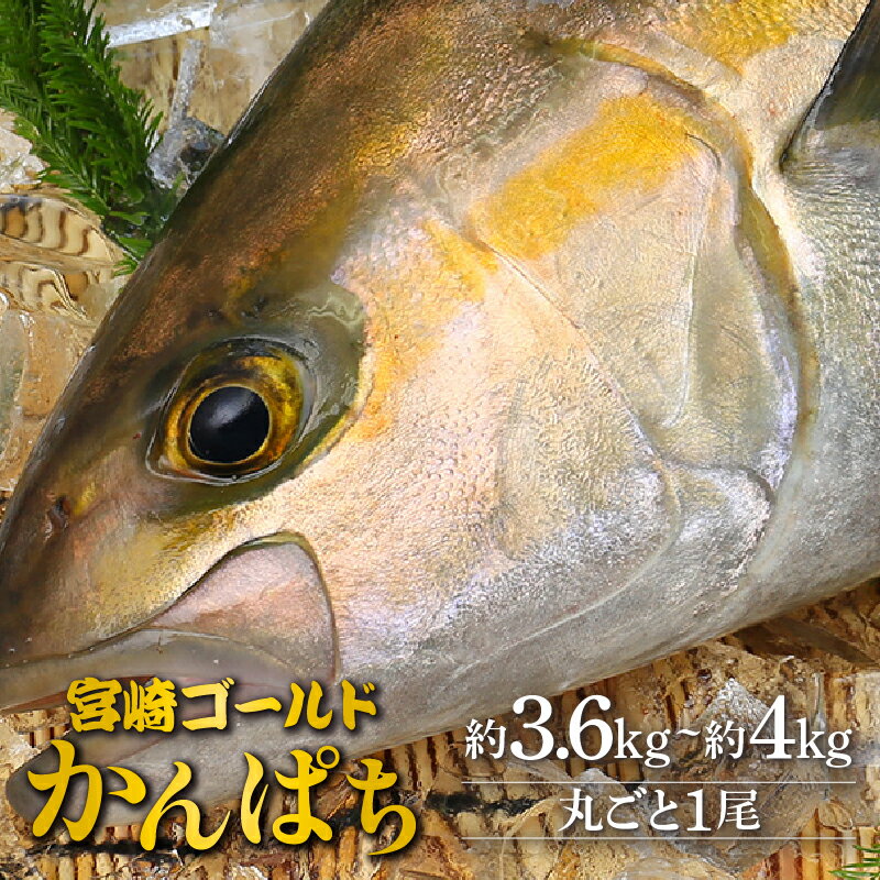 刺身 魚 かんぱち 丸ごと 1尾 約3.6kg 〜 約4kg 新海屋 鰤屋金太郎 みやざきゴールド エラ 内臓 除去済み 宮崎ゴールドカンパチ 新鮮 鮮度抜群 ぷりぷり コリコリ 活締め脱血 丼 カルパッチョ しゃぶしゃぶ 塩焼き お取り寄せグルメ 送料無料 宮崎県 延岡市