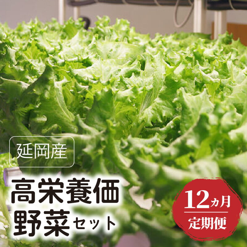 【ふるさと納税】延岡産 高栄養価野菜 セット 12回 定期便