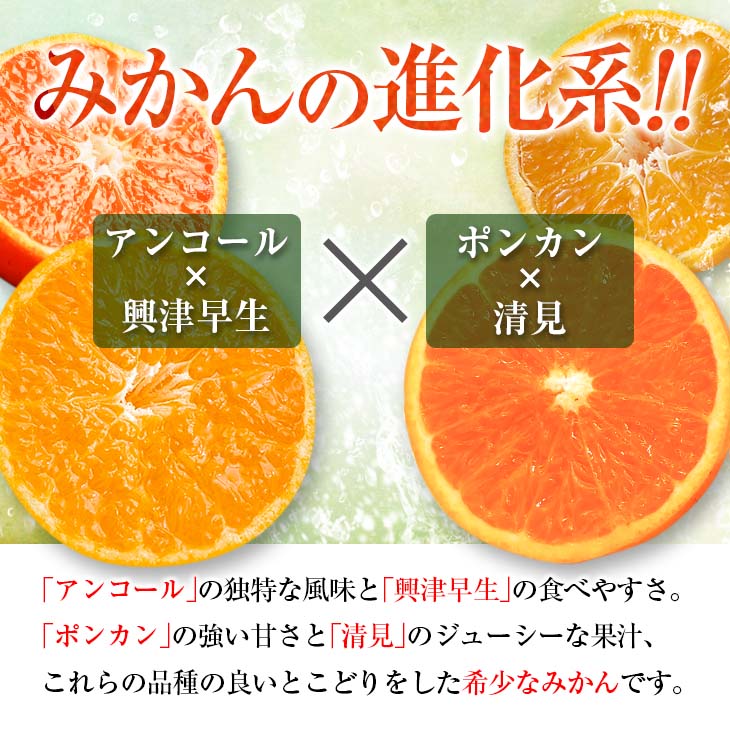 【ふるさと納税】≪内容量が選べる≫ 年内お届け 先行予約 訳あり 西南のひかり 希少 期間限定 数量限定 みかん オレンジ フルーツ 果物 くだもの 柑橘 国産 食品 デザート おやつ みかんジュース おすそ分け 家庭用 自宅用 おすすめ 5kg 10kg 宮崎県 日南市 送料無料