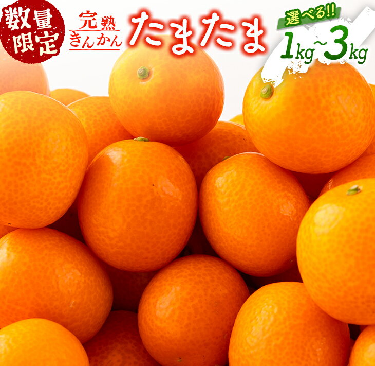 【ふるさと納税】≪数量限定≫完熟きんかん『たまたま』1kg箱 フルーツ 果物 柑橘 金柑 国産のサムネイル