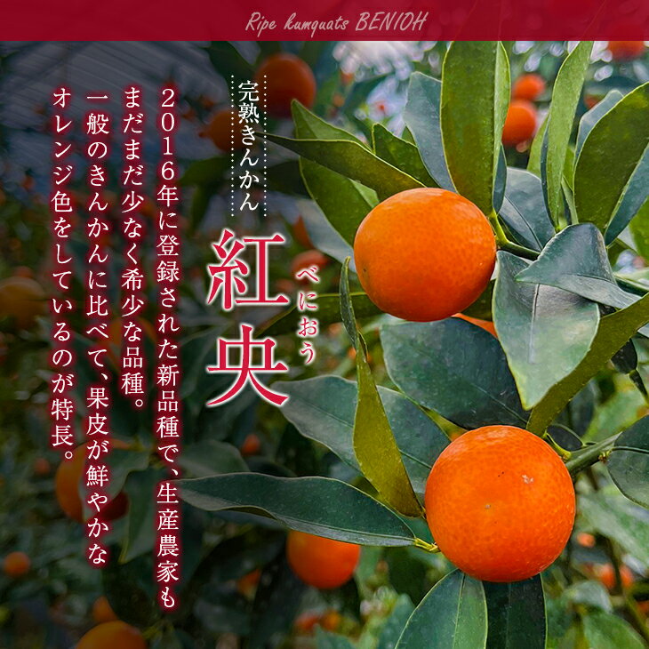 宮崎県日南市の画像2