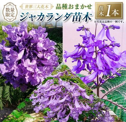 ≪世界三大花木≫ ジャカランダ 苗木 1本 30cm ～ 70cm 期間限定 数量限定 紫雲木 花 植物 鉢植え 樹木 観賞用 園芸 国産 紫色 珍しい 希少 神秘的 贈り物 ギフト プレゼント お祝い 御祝 誕生日 記念日 ご褒美 人気 おすすめ 癒し 宮崎県 日南市 送料無料