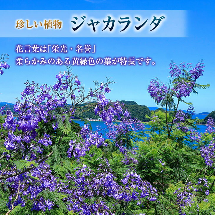 【ふるさと納税】≪世界三大花木≫ ジャカランダ 苗木 1本 30cm ～ 70cm 期間限定 数量限定 紫雲木 花 植物 鉢植え 樹木 観賞用 園芸 国産 紫色 珍しい 希少 神秘的 贈り物 ギフト プレゼント お祝い 御祝 誕生日 記念日 ご褒美 人気 おすすめ 癒し 宮崎県 日南市 送料無料