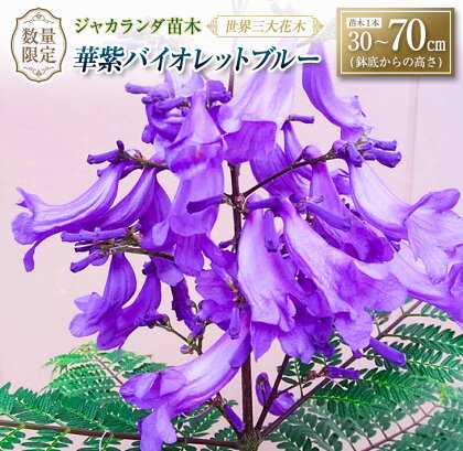 ≪世界三大花木≫ ジャカランダ 苗木 華紫バイオレットブルー 30cm ～ 70cm 期間限定 数量限定 紫雲木 花 植物 鉢植え 観賞用 園芸 国産 紫色 珍しい 希少 神秘的 贈り物 ギフト プレゼント お祝い 誕生日 記念日 人気 おすすめ 癒し 宮崎県 日南市 送料無料